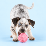 Dog Dental Chew Toy | Supports Cleaner Teeth Through Play