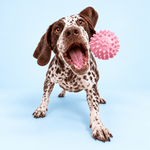 Dog Dental Chew Toy | Supports Cleaner Teeth Through Play